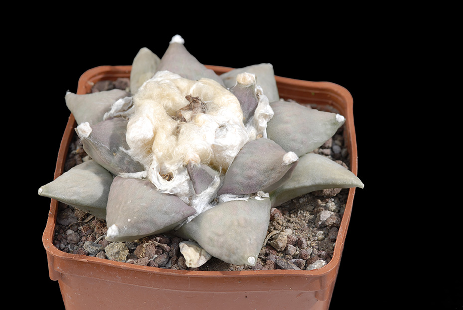 Ariocarpus retusus furfuraceus  d. 10 80.00 € .jpg